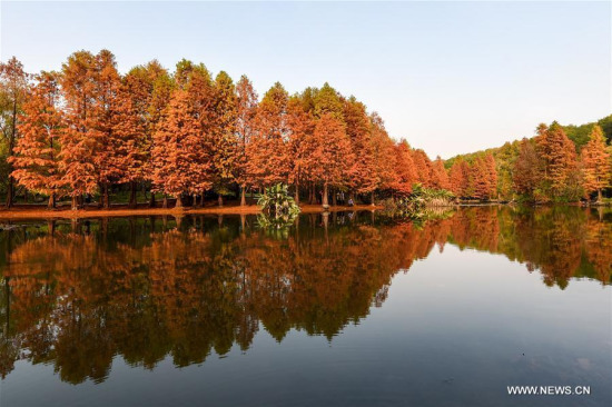 Photo taken on Nov. 20, 2017 shows the scenery in Zhongshan scenic area in Nanjing, capital of east China's Jiangsu Province. (Xinhua/Li Bo)