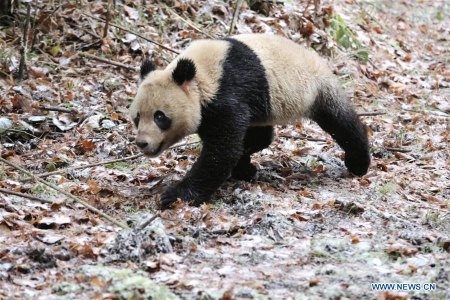Giant panda Ba Xi runs to the forest at Liziping Nature Reserve in southwest China's Sichuan Province, Nov. 23, 2017. A pair of giant panda, male and female, were released into Liziping Nature Reserve on Thursday as part of a program to rebuild the wild panda population. Ba Xi, the male, was born in July 2015, and Ying Xue is just 14 days older. China has 518 giant pandas in captivity. However, the captive stock lacks genetic diversity. China plans to create a giant panda national park and releasing more pandas into the wild. (Xinhua/Yang Jin)