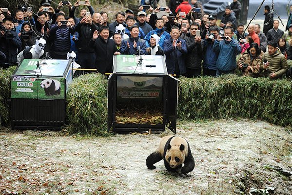 Ying Xue, a female panda, is released into the wild at the Liziping Nature Reserve on Thursday. A male named Ba Xi also was released. (HE HAIYANG/FOR CHINA DAILY)