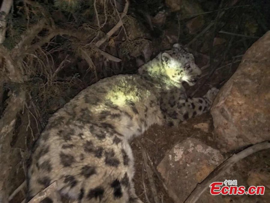 An injured snow leopard is saved by a herder in Yushu Autonomous Prefecture, northwest China's Qinghai Province, on November 24, 2017. (Photo: China News Service/Da Jie)