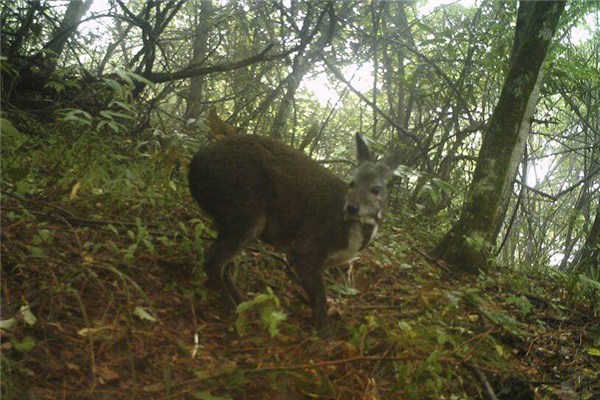 A photo shows a forest musk deer at Houhe National Nature Reserve in Hubei province. (Photo provided to chinadaily.com.cn)
