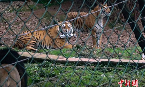 A tiger holds a drone in its mouth at a tiger enclosure in Chongqing, southwest China, Dec 2. The drone was knocked out of the sky by a tiger when flying at the altitude of three meters above the ground. The gadget, worth more than 10,000 yuan ($1,513)) was torn apart.(Photo: China News Service/Wang Chengjie)