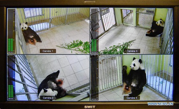 Photo taken on Aug. 4, 2017 shows a screen shot of the pregnant panda Huan Huan in ZooParc de Beauval in Saint-Aignan, France. The giant female panda Huan Huan, which is on loan to France from China, will give birth to the twins under the watchful eye of two Chinese birthing specialists on either Aug. 4 or 5. (Xinhua/Chen Yichen)