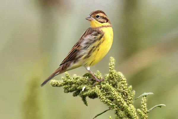 A yellow-breasted bunting rests on a plant. (Photo by NING FENG/FOR CHINA DAILY)