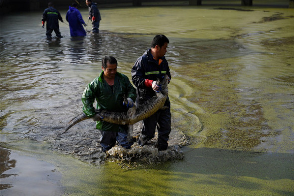 Workers carry an adult alligator from a feeding pool. (Wu Fang/China Daily)