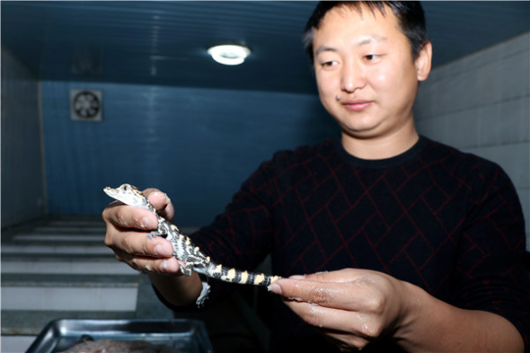 A breeder at the natural reserve displays a newly hatched alligator, on November 15. (Zhu Lixin/China Daily)