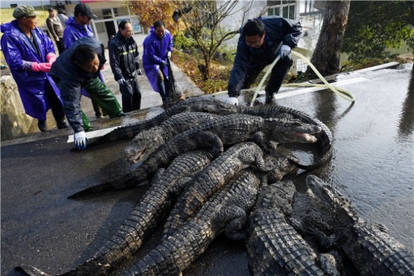 Workers move Chinese alligators from outdoor feeding pools to their winter home at the National Chinese Alligator Natural Reserve in Xuancheng, Anhui province. (Wu Fang/China Daily)
