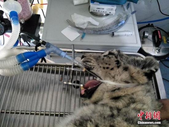 An injured female snow leopard received surgery on her fractured left hind-leg Monday in northwest China's Qinghai Province. (Photo: China News Service/Xu Kun)
