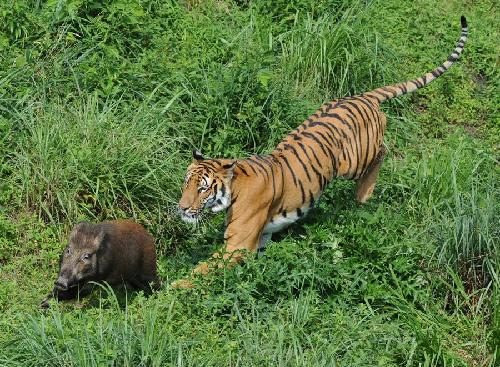 A South China tiger chases a boar in Meihua Mountain Nature Reserve near Longyan city in Southeast China's Fujian province June 10, 2014. (Photo/Xinhua)