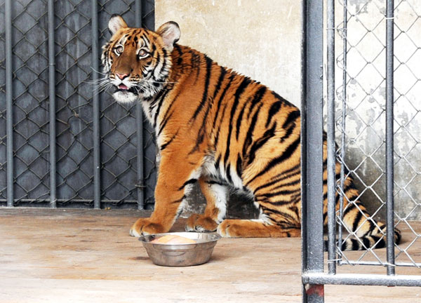 A young female South China tiger is pictured after being moved to a cage from a breeding lab in Suzhou city, East China's Jiangsu province, May 14, 2011. (Xinhua)