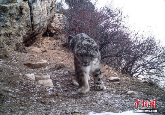 Photo taken by infrared camera shows a wild leopard in eastern parts of southwest China's Tibet Autonomous Region. (Photo provided by Shanshui Conservation Center)
