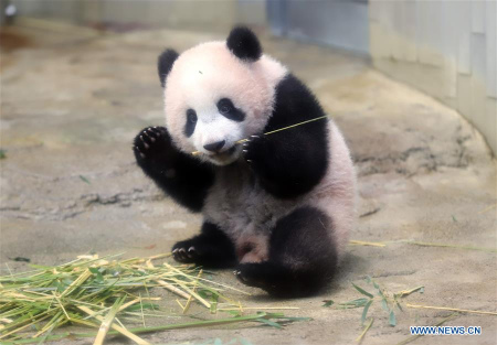 Photo taken on Dec. 18, 2017 shows giant panda cub Xiang Xiang at Tokyo's Ueno Zoological Gardens, Japan. A ceremony was held on Monday at Tokyo's Ueno Zoological Gardens to mark the upcoming public debut of giant panda cub Xiang Xiang. (Xinhua)