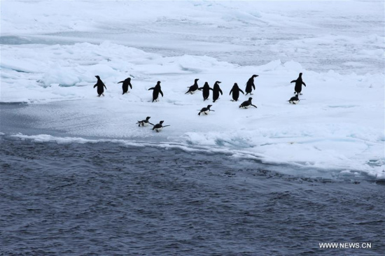 Penguins are seen as China's research icebreaker Xuelong, or Snow Dragon, sails in the Antarctic Circle, Dec. 4, 2017. (Xinhua/Bai Guolong)