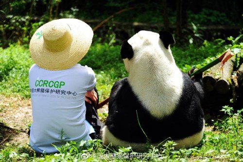 Pengpeng sits with keeper Tangtang. [Photo/CCRCGP's official Weibo account]