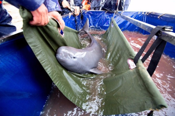 A finless porpoise is taken for a physical examination in Jiangxi province. The species has been classified as 