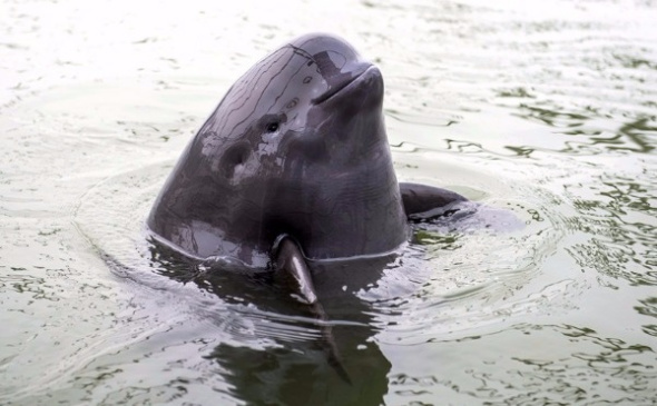 A finless porpoise waits to be fed at the Tian'ezhou Milu National Nature Reserve in Shishou city, Hubei province. (Xinhua)