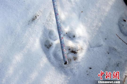 Footprints in forests in northeast China's Jilin Province. (Photo provided by Jilin forestry administration)