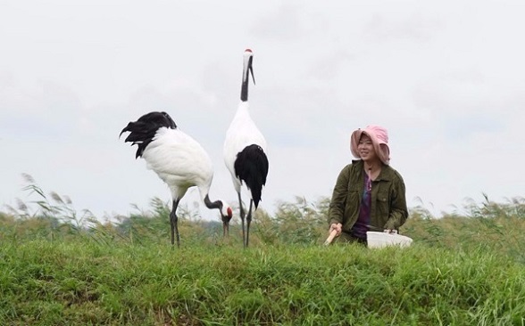 Xu Zhuo looks after two red-crowned cranes in Zhalong Nature Reserve, Heilongjiang province, in August. She followed the path of her father and aunt, who both died in accidents while doing work to protect the birds. (Liang Dong/Xinhua)