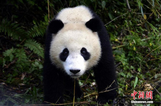 File photo of giant panda Ba Xi.(Photo: China News Service/Zhong Xin)