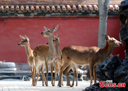 Nine sika deer- two males, five females and two cubs - accompanied by veterinarian arrived in the Forbidden City in Beijing on Thursday. The sika deer from Chengde Mountain resort will be on public display from Sept 26, 2017 to February, 2018. To better promote its cultural relics and historic architecture, the Palace Museum has introduced animals and plants related to the royal life.(Photo: China News Service/Du Yang)