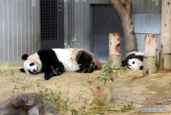Giant panda cub Xiang Xiang (right) takes a nap with her mother Fairy (Japanese name Shin Shin) at Tokyo's Ueno Zoological Gardens in Japan on Dec 18, 2017. (Photo/Xinhua)