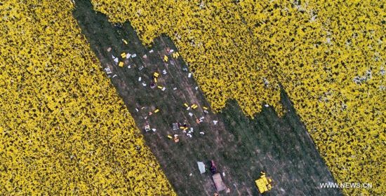 Farmers harvest chrysanthemums in the fields in Wenxian County of Jiaozuo City, central China's Henan Province, Nov. 8, 2017. (Xinhua/Li Jianan)