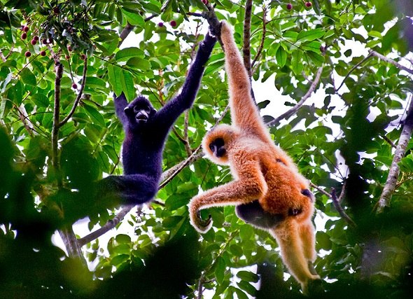Hainan gibbons change color with age. (Photo provided to China Daily)