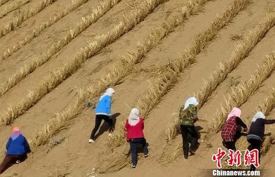 Picture taken on Dec. 15, 2017 shows local people planting sand-fixing facilities in Wu Wei City, NW China's Gansu Province. (Photo/Chinanews.com)