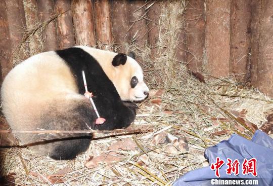 Captive-bred male panda Taotao. (Photo provided to Chinanews.com)