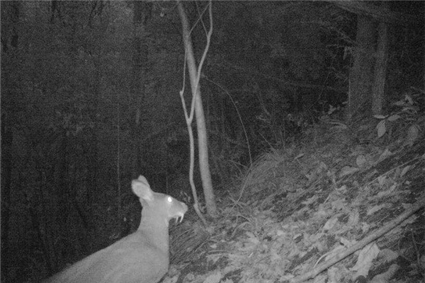 A photo shows a forest musk deer at Houhe National Nature Reserve in Hubei province. (Photo provided to chinadaily.com.cn)