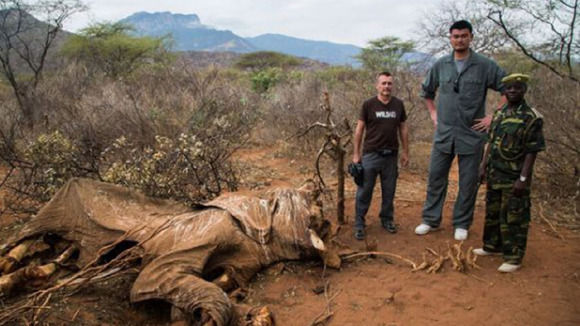 Former NBA basketball star Yao Ming (C) and his WildAid campaign on the ivory ban. (Photo provided to CGTN)