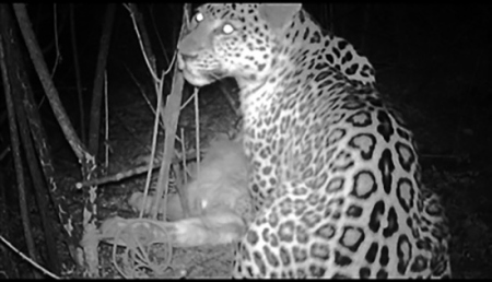 A screen shot of a video shows a North China Leopard eating a cow in Heshun County, north China's Shanxi Province. (Photo/Chinese Felid Conservation Alliance)