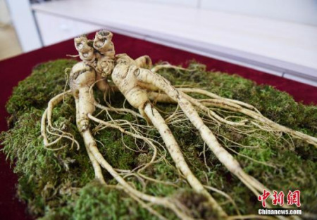 Centuries-old wild ginseng is on display in Changchun, capital of northeast China's Jilin province, January 8, 2018. The ginseng was discovered by a farmer in the Xiao Hinggan Mountains in August, 2017. The ginseng is estimated to be around 200 years old. (Photo/China News Service)