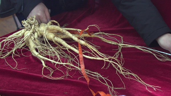 A staff member shows the wild ginseng root. (Photo provided to chinadaily.com.cn)
