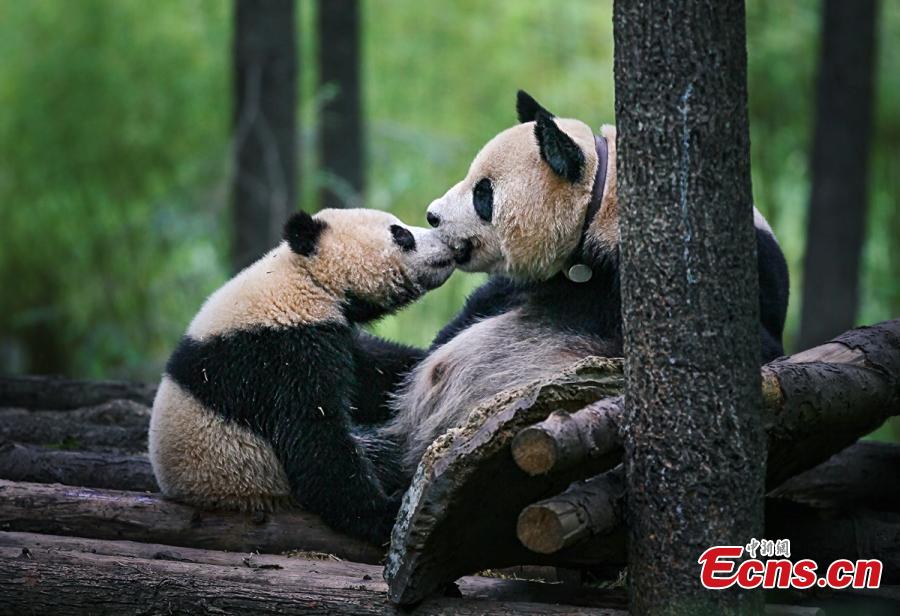 Expert says evidence of giant pandas' European origins lacking