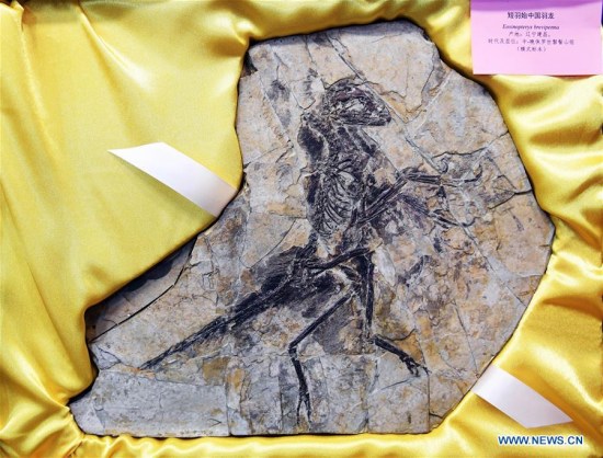 Photo taken on Jan. 13, 2018 shows a piece of fossil at a paleontological museum in Shenyang, capital of northeast China's Liaoning Province.(Xinhua/Yang Qing)