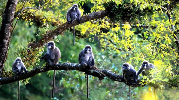 (Photo/Screenshot from CGTN)