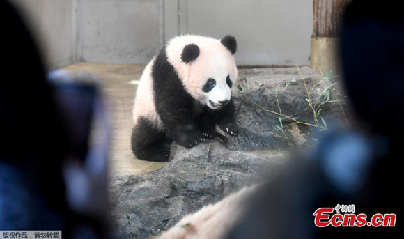People look at female giant panda cub Xiang Xiang at Ueno Zoo in Tokyo on December 19, 2017. Xiang Xiang appeared to the public the first time at the zoo. (Photo/Agencies)