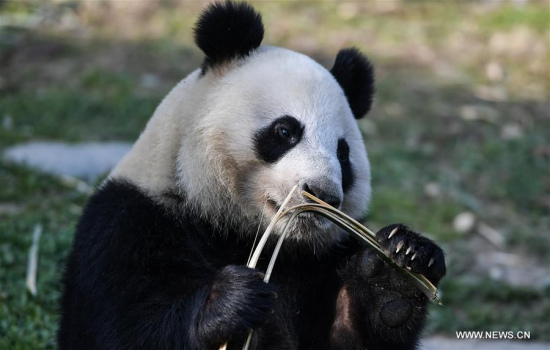 Photo taken on Jan. 16 shows a female giant panda named Jin Bao Bao (Lumi), at the Dujiangyan base of the China conservation and research center for the giant pandas, in Dujiangyan city of southwest China's Sichuan province. A pair of giant pandas left the center for Finland on Wednesday and will live in Ahtari zoo for 15 years. (Xinhua/Xue Yubin)