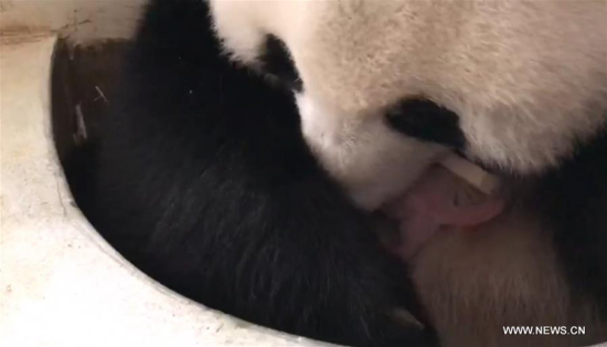 Picture grabbed from a video provided by Zoo Negara (national zoo) on Jan. 17, 2018 shows female giant panda Liang Liang and her baby giant panda at Zoo Negara near Kuala Lumpur, Malaysia. (Xinhua/Zoo Negara)