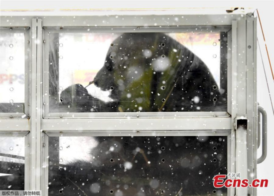 Giant pandas, male Hua Bao and female Jin Bao Bao, are placed to a truck during their arrival at the airport in Vantaa, Finland on January 18, 2018. (Photo/Agencies)