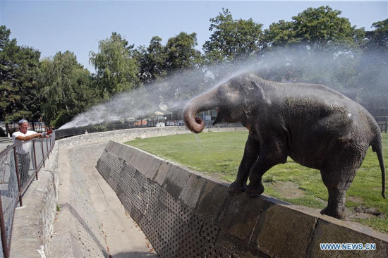 A zoo worker sprays water to a female elephant to cool her down in Belgrade zoo, Serbia, on Aug. 5, 2017. (Xinhua/Predrag Milosavljevic)