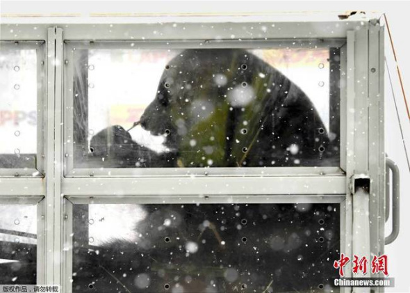 One of the giant pandas checks out its surroundings after arriving in Finland on Thursday. [Photo/China News Service]