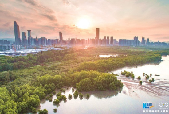 An aerial view of the Mangrove Forest Nature Reserve in Shenzhen (File Photo/Xinhua)
