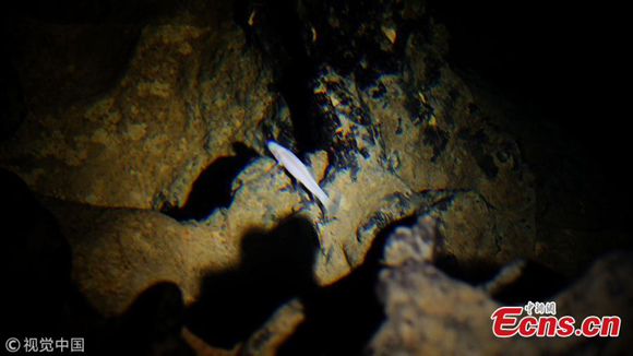 A blind cave fish is found in an underground cave in Jinchijiang District of Hechi City, South Chinas Guangxi Zhuang Autonomous Region. Since Jan, 12, cave explorers from China and France have found species of rare blind cave fish and cave shrimps, which have strict requirements for water quality. (Photo/VCG)