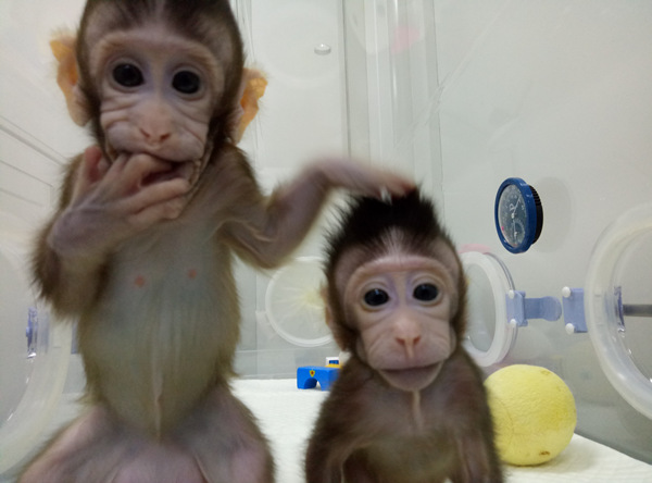 The two cloned macaques, named Zhong Zhong and Hua Hua (Photo provided to Ecns.cn)