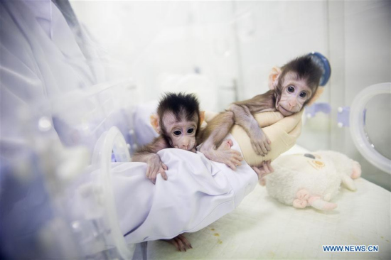 Two cloned macaques named Zhong Zhong and Hua Hua are held by a nurse at the non-human-primate research facility under the Chinese Academy of Sciences (CAS) in Suzhou, east China's Jiangsu province, Jan. 22, 2018. (Xinhua/Jin Liwang)