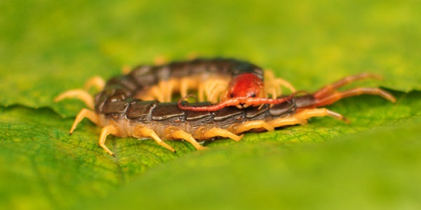 The Chinese red-headed centipede. (Photo provided to chinadaily.com.cn)