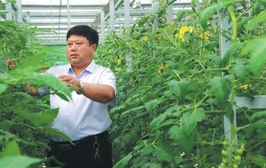Wang Chuanxi visits a greenhouse in Daicun village in Linyi, Shandong province. (Photo provided to China Daily)