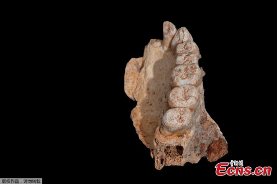 The left maxilla of human remains from Misliya Cave in Israel, the oldest remains of our species Homo sapiens found outside Africa, is shown in this handout photo released on January 25, 2018. All teeth are present except the central incisor. The shape and structure of the teeth and the dentine underneath yielded important data regarding the definition of this specimen as Homo sapiens. (Photo/Agencies)